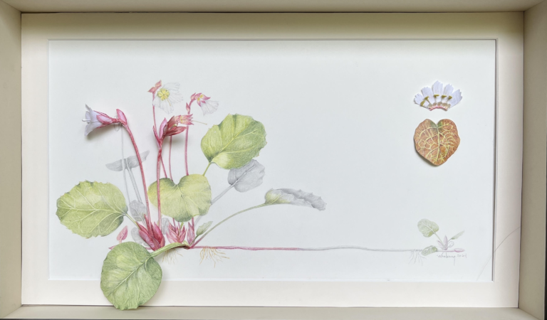 3 d plateshortia no frame