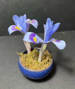 iris cristata