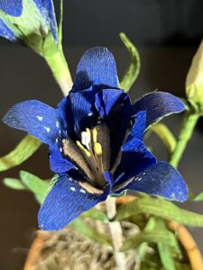 autumn gentian