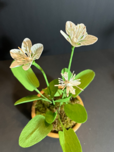 grass of parnassus.webp