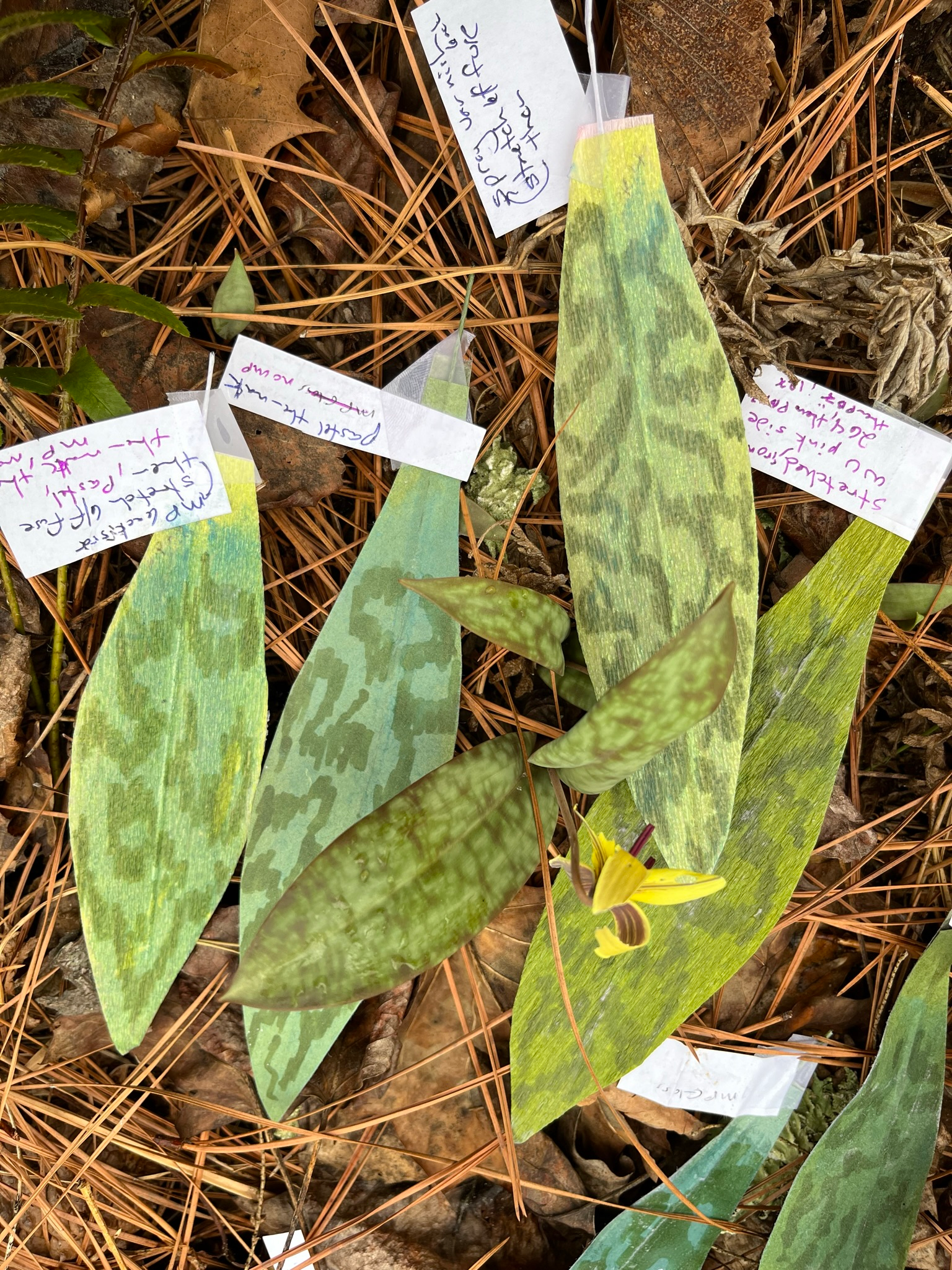 trout lily leaf proto in field.webp