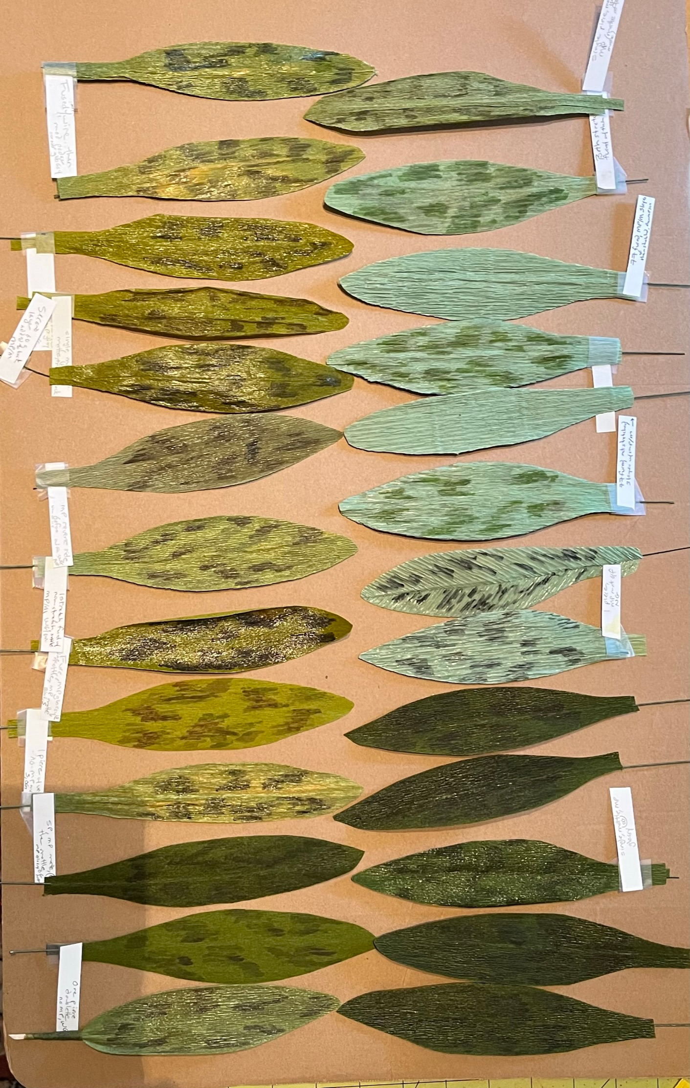 trout lily leaf prototypes