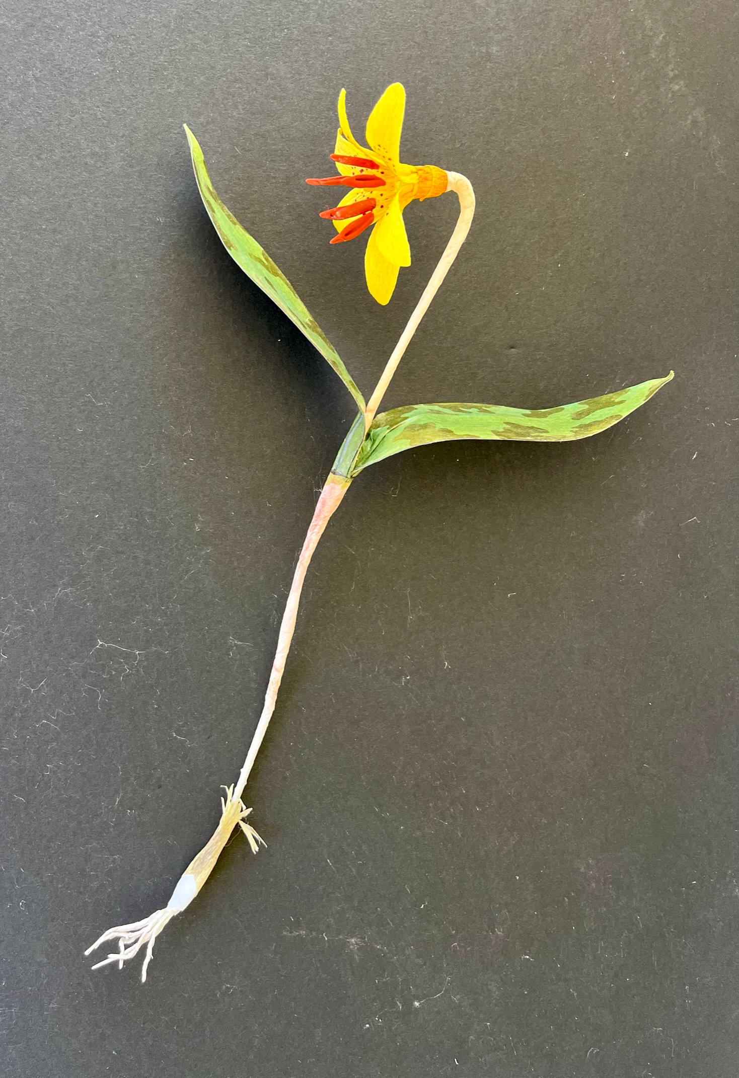 trout lily with corm.webp