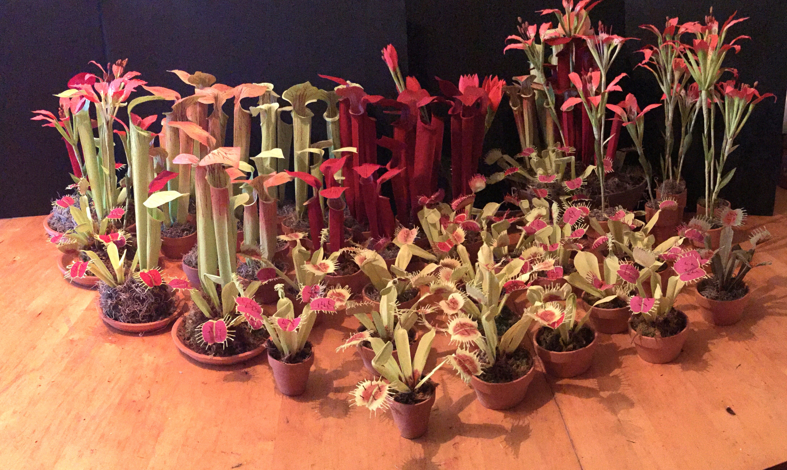 venus and pitcher many pots.webp